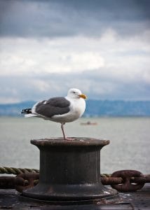 Gull Control