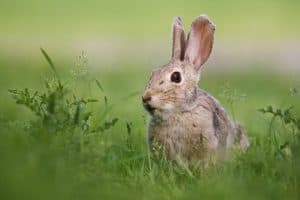 Pest Rabbit